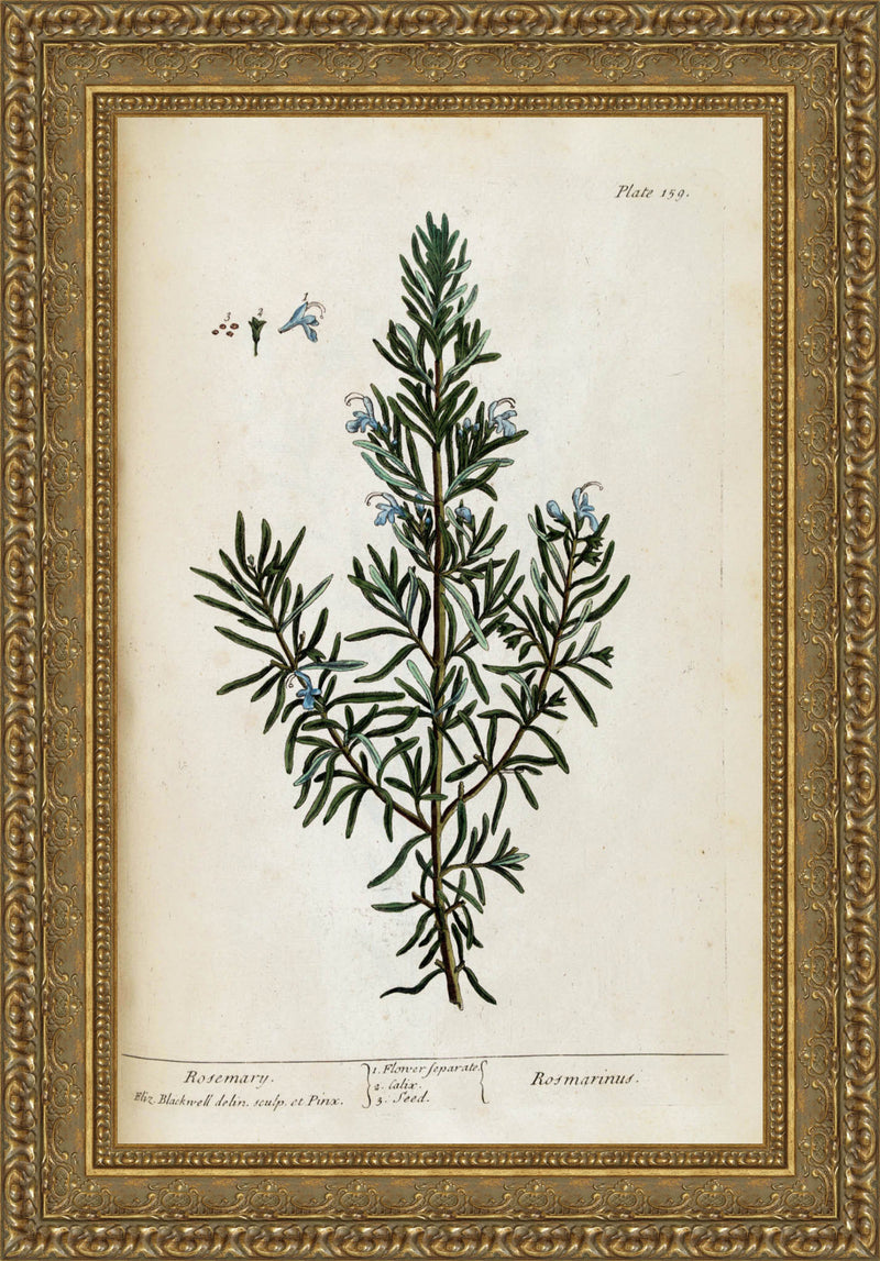 Rosemary, A Curious Herbal Plate 159 – Elizabeth Blackwell, 1737