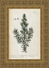Rosemary, A Curious Herbal Plate 159 – Elizabeth Blackwell, 1737