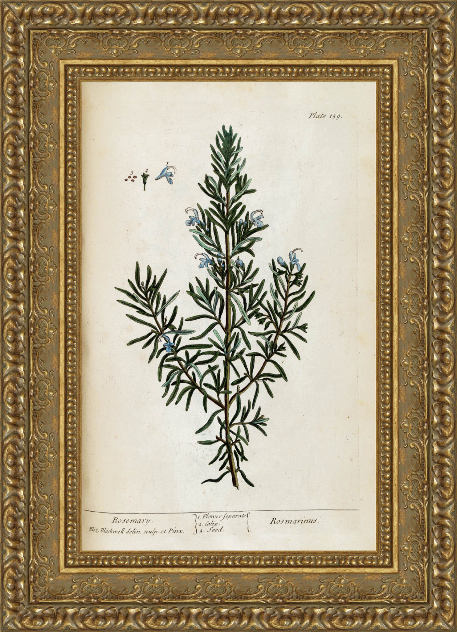 Rosemary, A Curious Herbal Plate 159 – Elizabeth Blackwell, 1737
