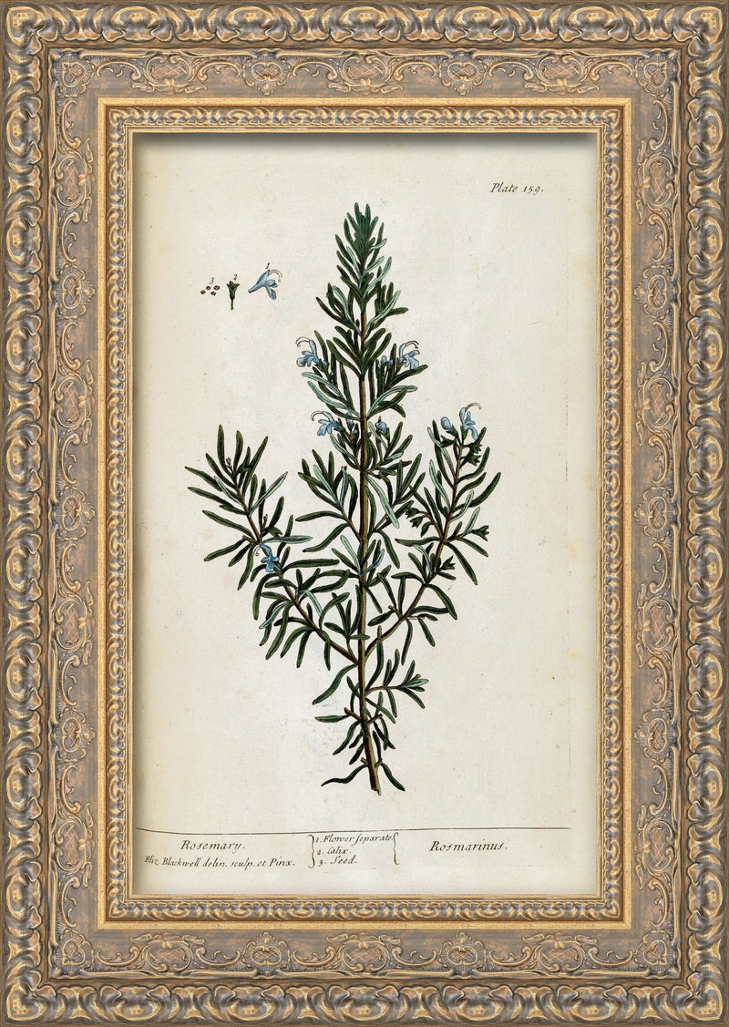 Rosemary, A Curious Herbal Plate 159 – Elizabeth Blackwell, 1737