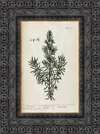 Dark Bronze frame