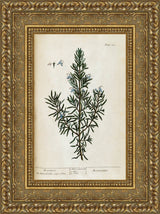 Rosemary, A Curious Herbal Plate 159 – Elizabeth Blackwell, 1737
