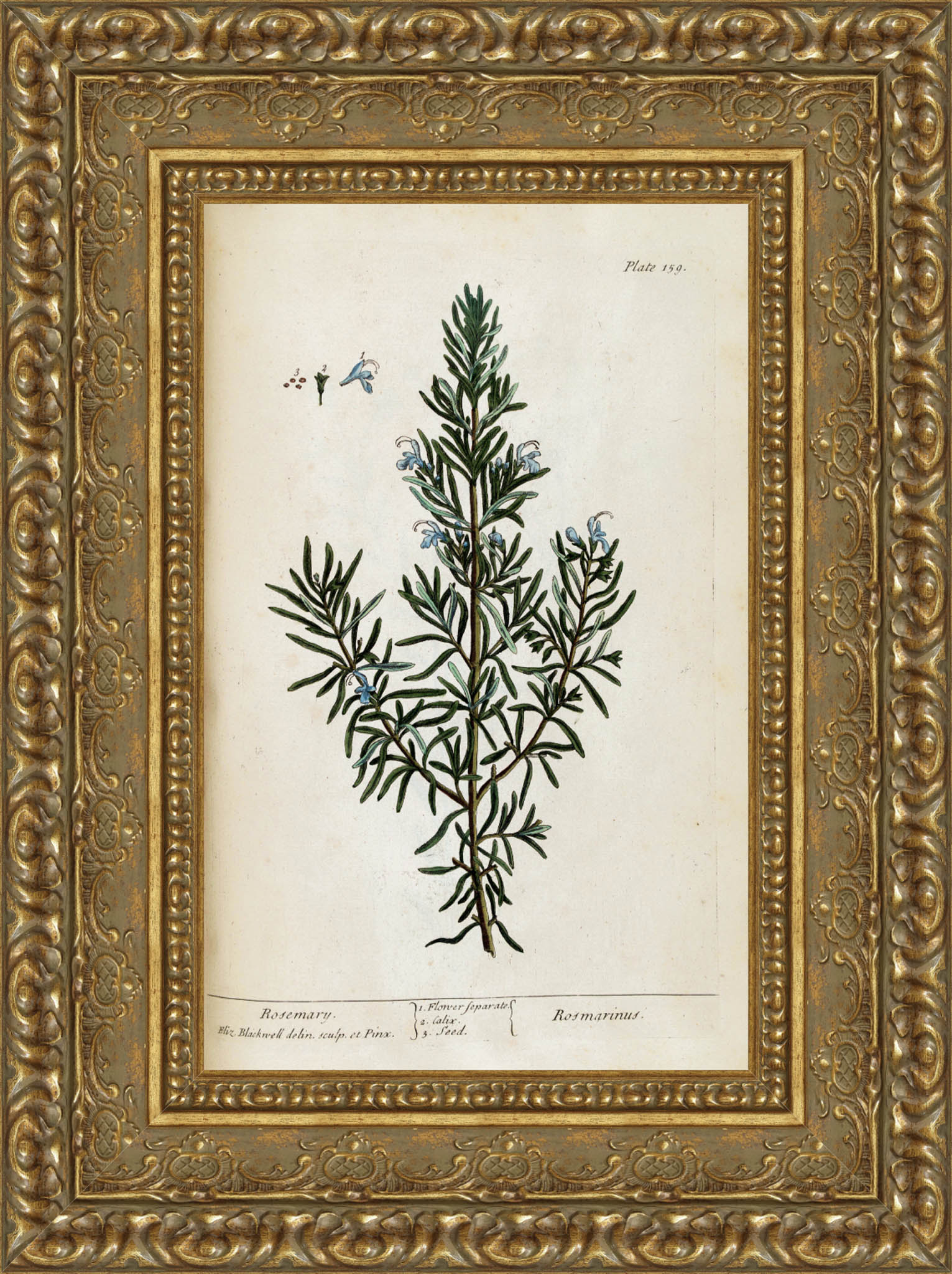 Rosemary, A Curious Herbal Plate 159 – Elizabeth Blackwell, 1737