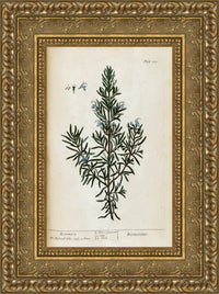 Gold frame