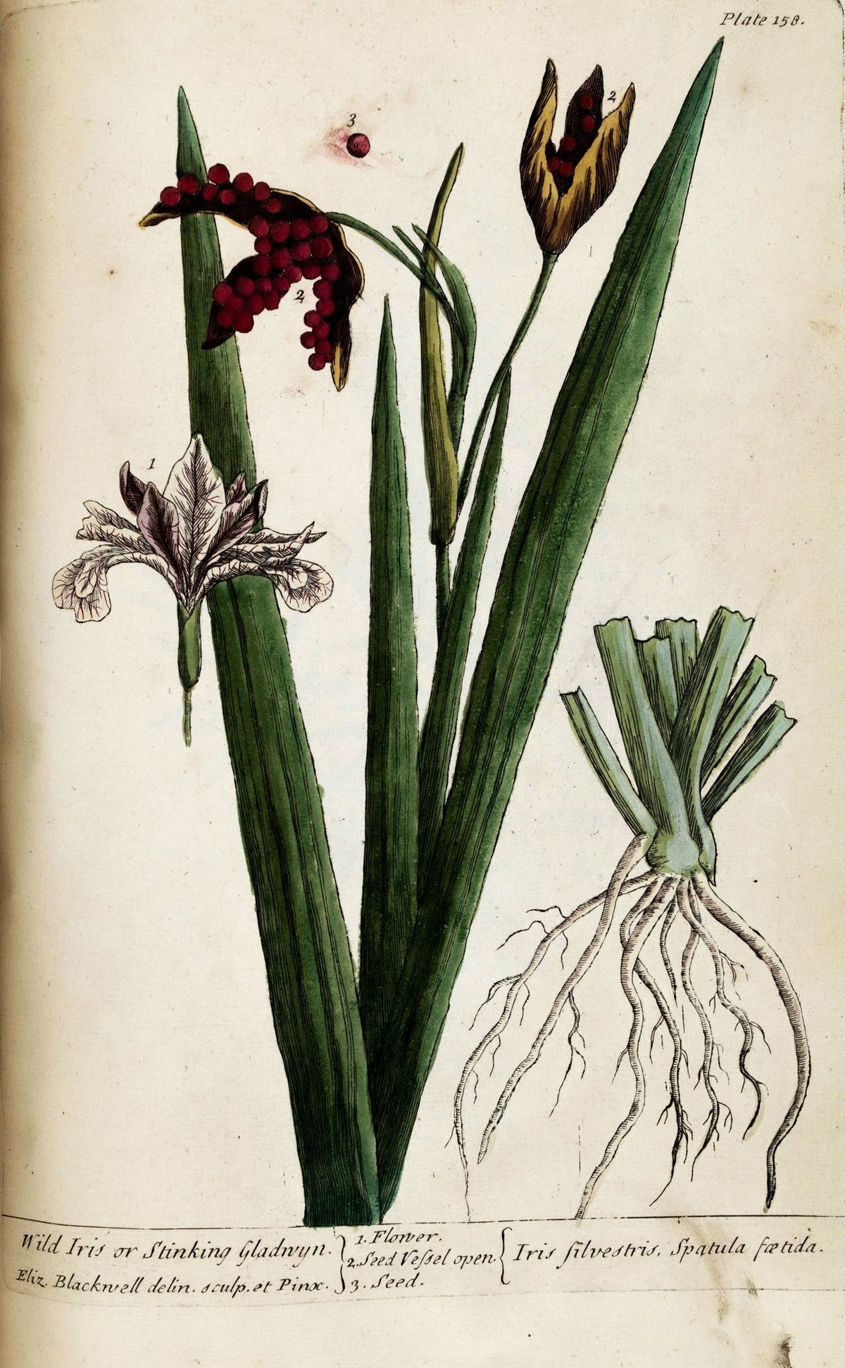A Curious Herbal, Plate 158: Wild Iris – Elizabeth Blackwell, 1737, framed