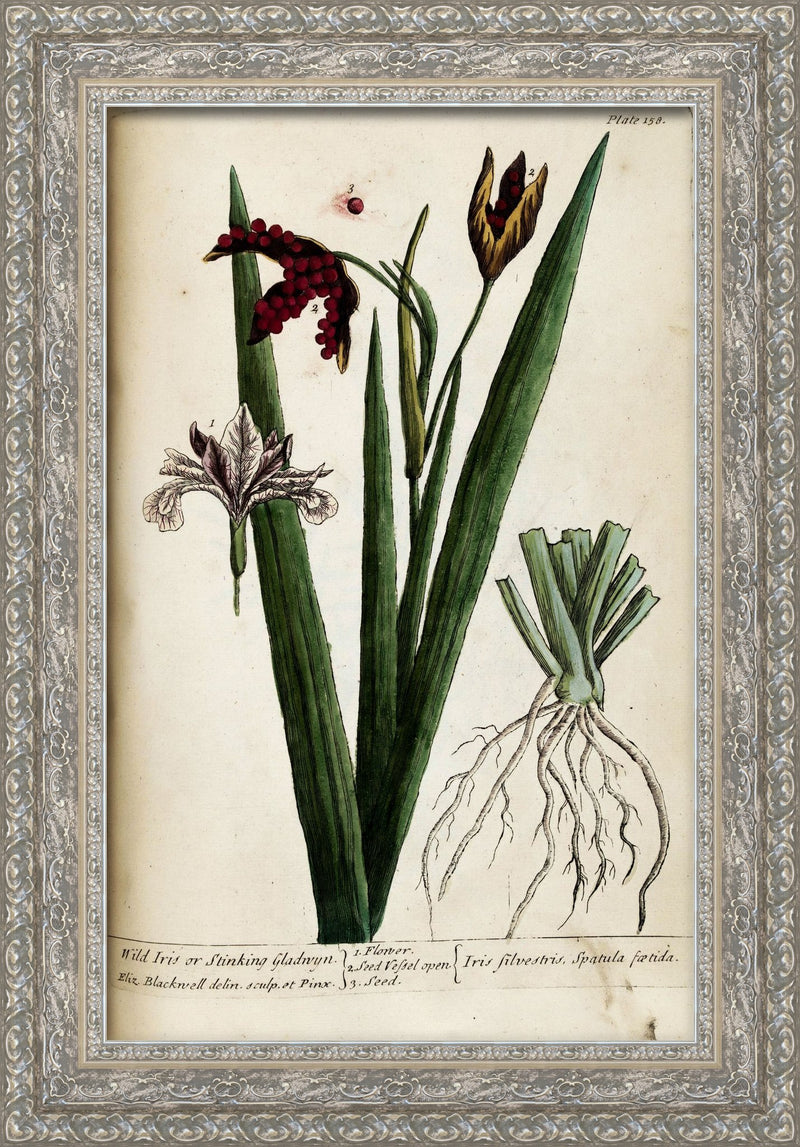 A Curious Herbal, Plate 158: Wild Iris – Elizabeth Blackwell, 1737