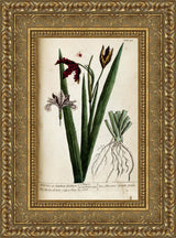 A Curious Herbal, Plate 158: Wild Iris – Elizabeth Blackwell, 1737