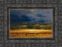 Dark Bronze frame