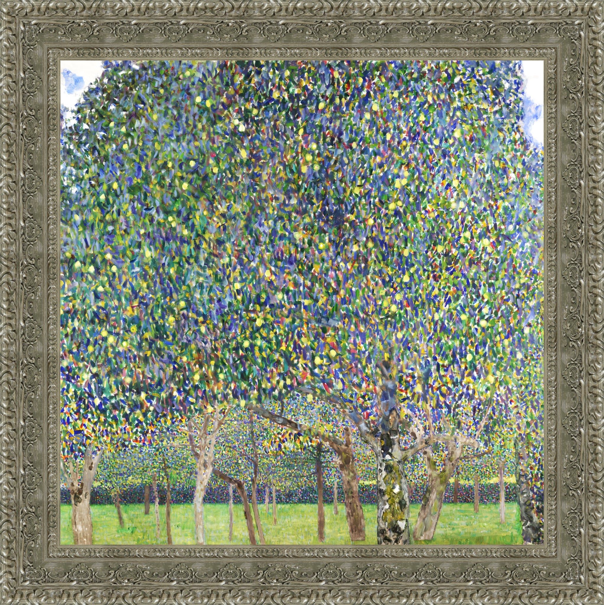 Pear Tree