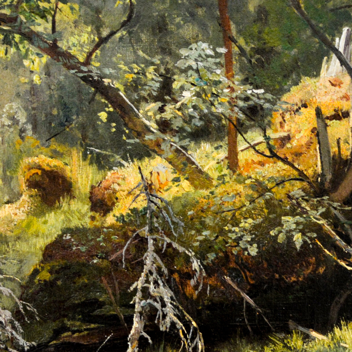 Fallen Tree: A Forest Study – Ivan Shishkin, 1892, print detail at full resolution