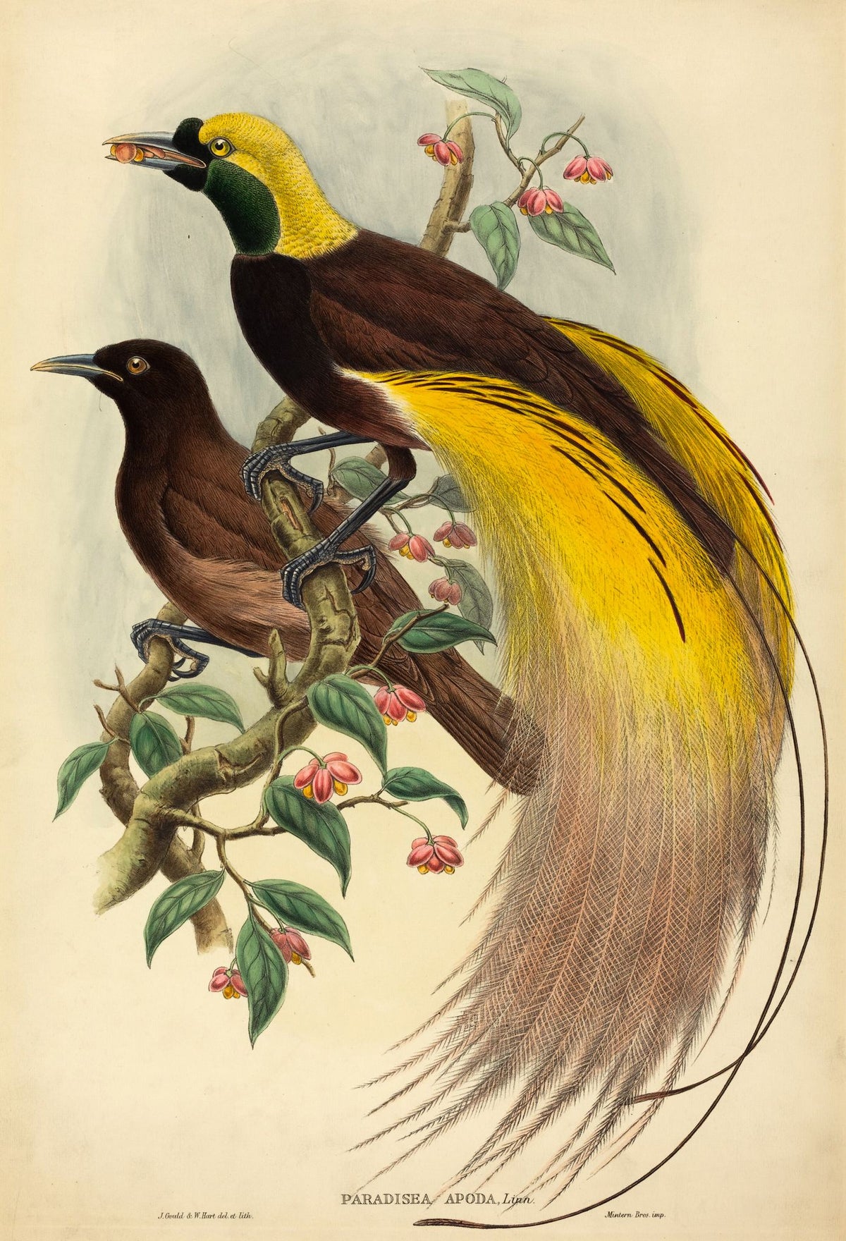 Bird of Paradise (Paradisea Apoda) – John Gould, 1875, framed