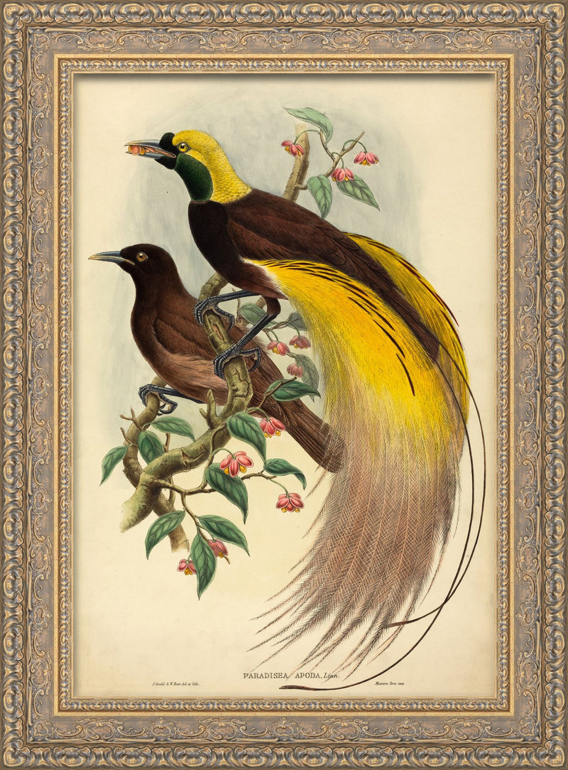Bird of Paradise (Paradisea Apoda) – John Gould, 1875