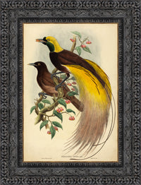 Dark Bronze frame