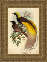 Bird of Paradise (Paradisea Apoda) – John Gould, 1875