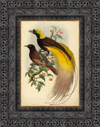 Dark Bronze frame