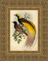 Bird of Paradise (Paradisea Apoda) – John Gould, 1875