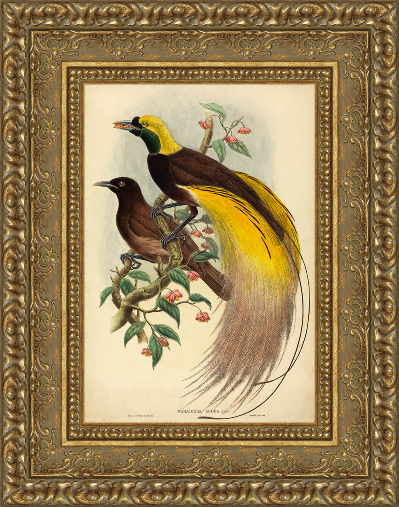 Bird of Paradise (Paradisea Apoda) – John Gould, 1875