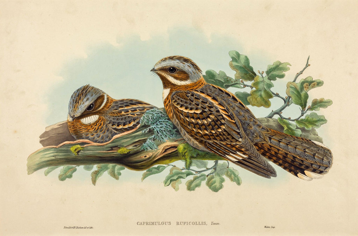 Red-Necked Nightjar (Caprimulgus Ruficollis) – John Gould, 1837, framed