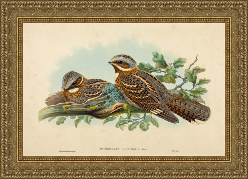 Caprimulgus Ruficollis – John Gould, 1837