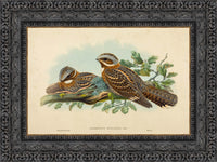 Dark Bronze frame