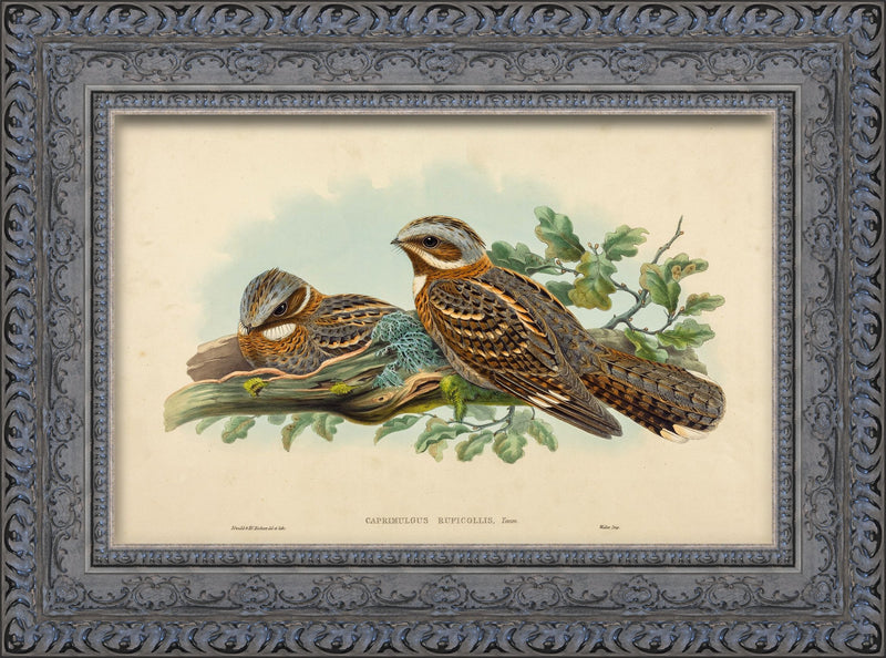 Caprimulgus Ruficollis – John Gould, 1837