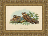 Caprimulgus Ruficollis – John Gould, 1837