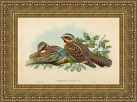 Gold frame