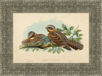 Silver frame
