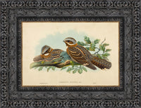 Dark Bronze frame