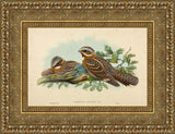 Caprimulgus Ruficollis – John Gould, 1837