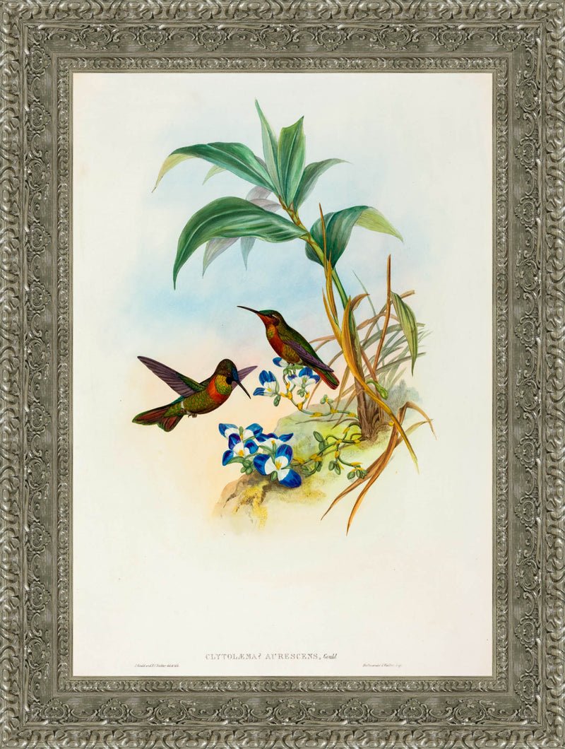 Clytolaema Aurescens (Banded Ruby) – John Gould, 1861