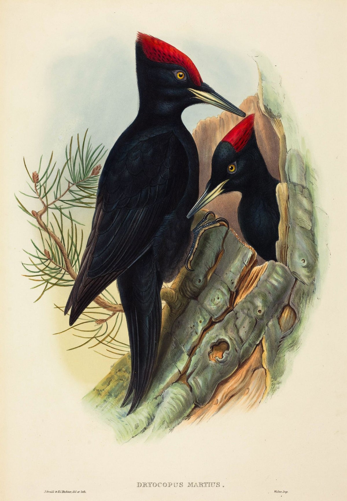 Great Black Woodpecker (Dryocopus martius) – John Gould, c. 1837, framed