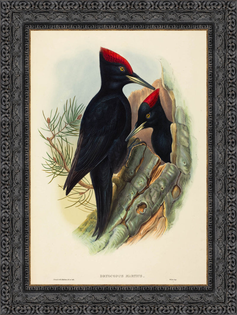 Great Black Woodpecker (Dryocopus martius) – John Gould, c. 1837