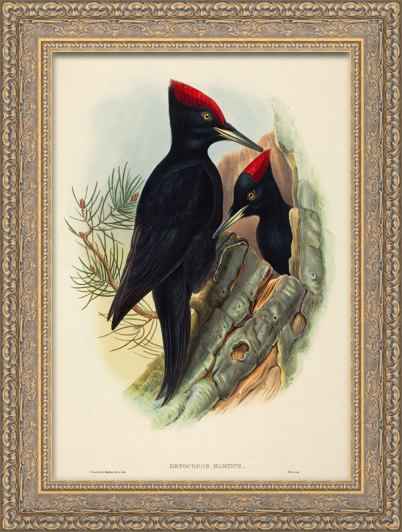 Great Black Woodpecker (Dryocopus martius) – John Gould, c. 1837