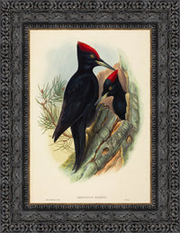 Dark Bronze frame