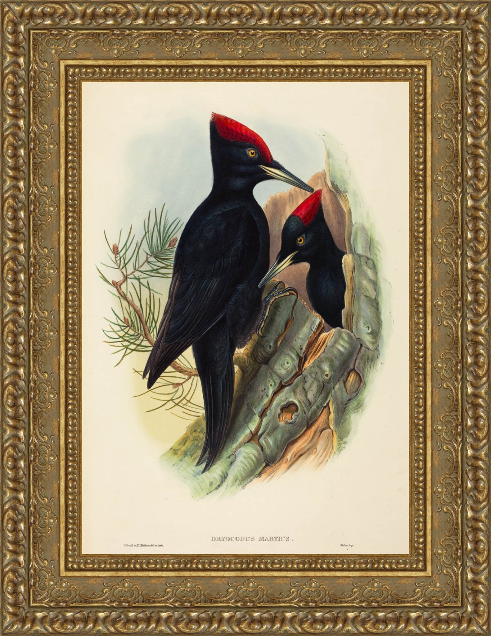 Great Black Woodpecker (Dryocopus martius) – John Gould, c. 1837
