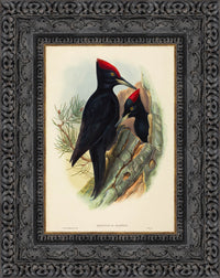Dark Bronze frame