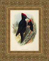 Great Black Woodpecker (Dryocopus martius) – John Gould, c. 1837