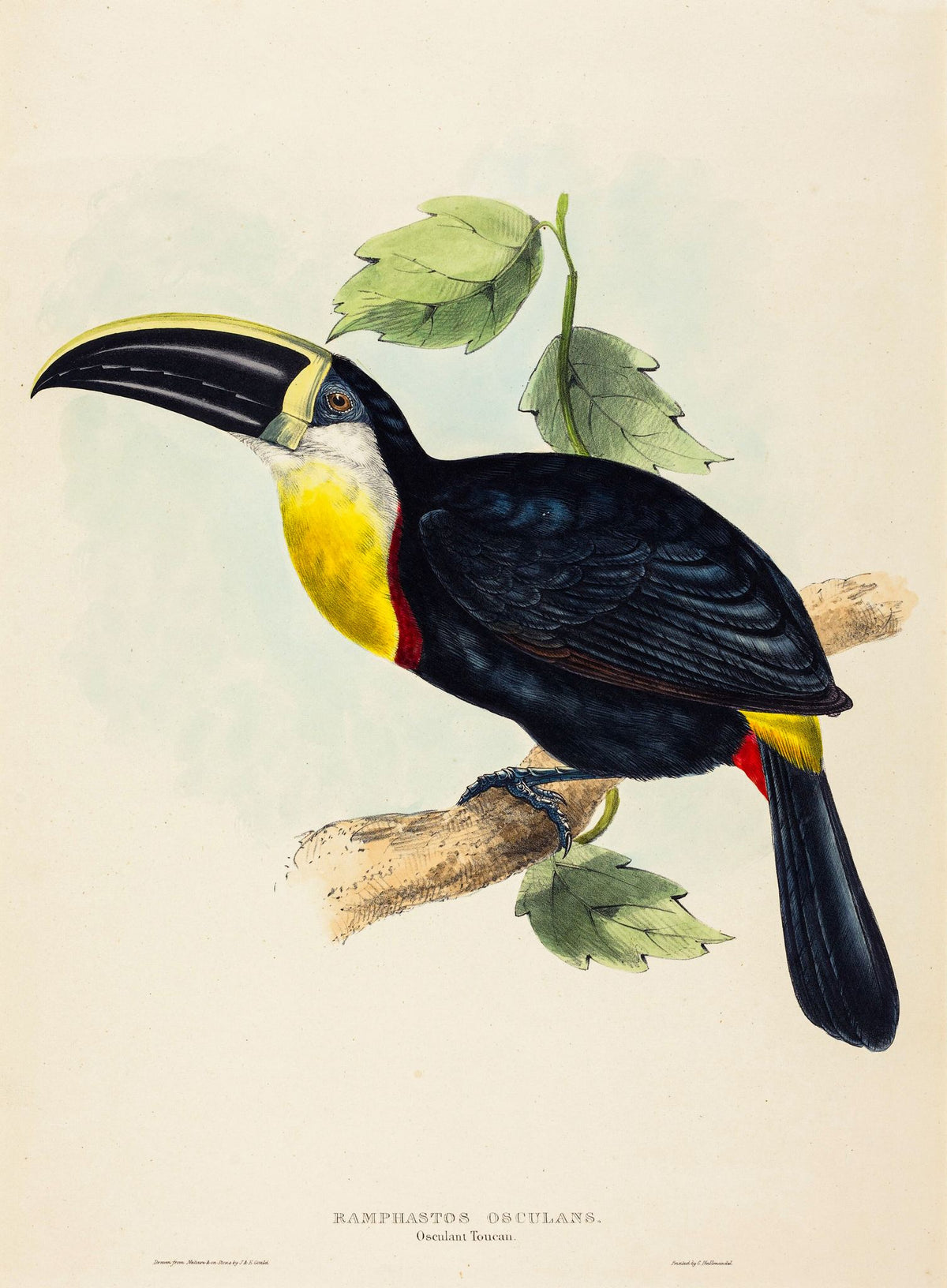 Osculant Toucan (Ramphastos osculans) – John Gould, 1854, framed