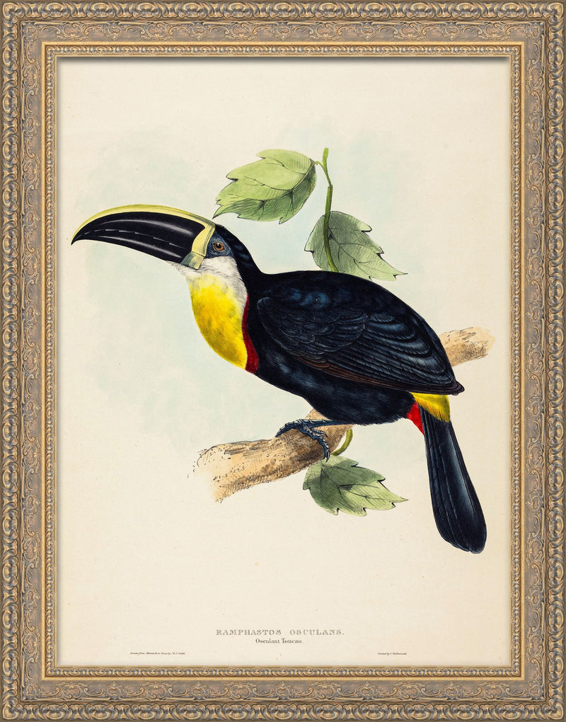 Osculant Toucan (Ramphastos osculans) – John Gould, 1854