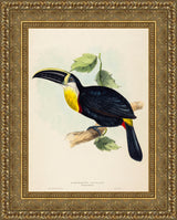 Osculant Toucan (Ramphastos osculans) – John Gould, 1854