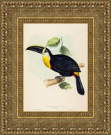 Osculant Toucan (Ramphastos osculans) – John Gould, 1854
