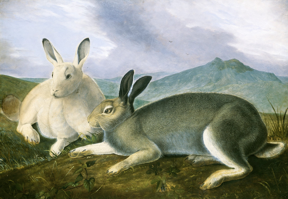 Arctic Hare – John James Audubon, 1841, framed