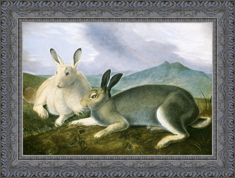 Arctic Hare – John James Audubon, 1841