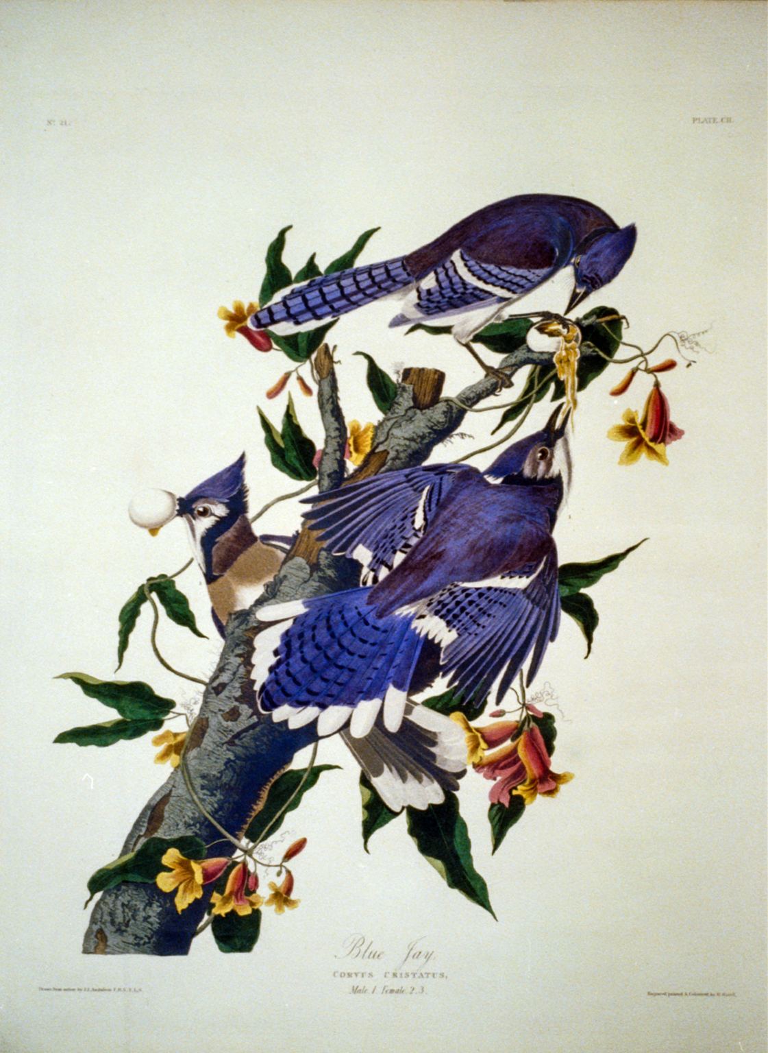 Blue Jay (Plate 102) – John James Audubon, 1827–1838, framed