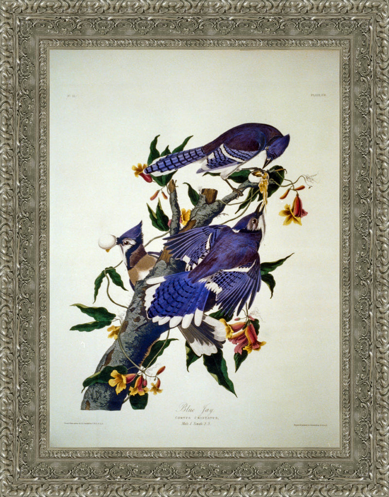 Blue Jay (Plate 102) – John James Audubon, 1827–1838