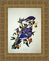 Blue Jay (Plate 102) – John James Audubon, 1827–1838