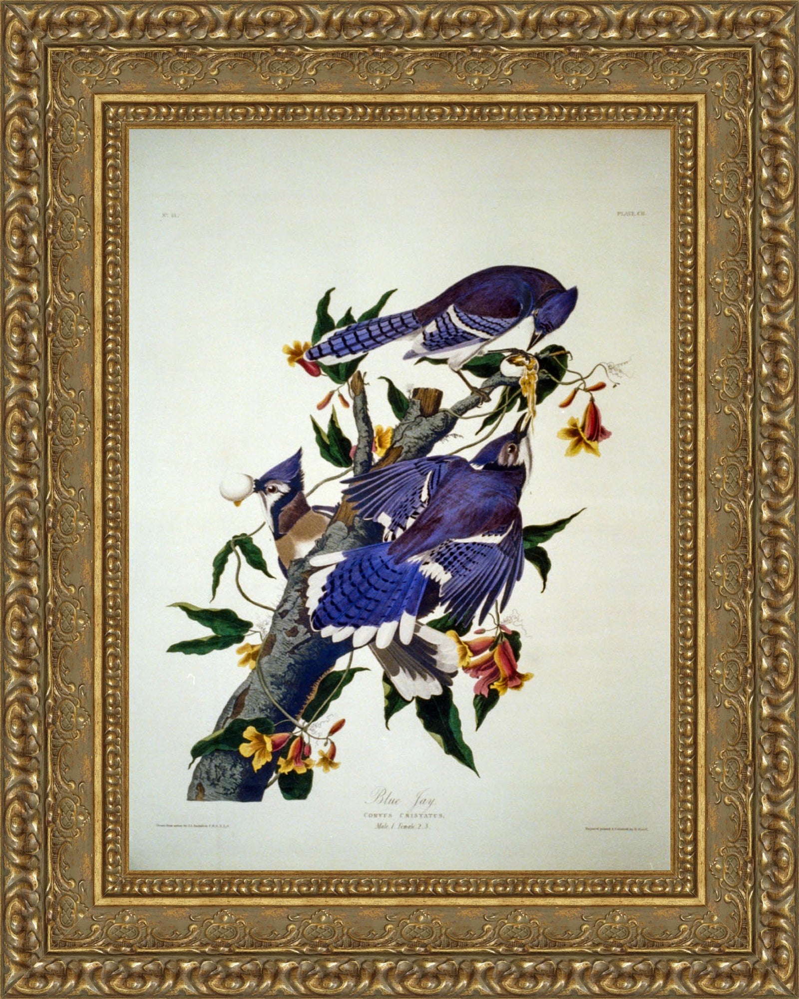 Blue Jay (Plate 102) – John James Audubon, 1827–1838