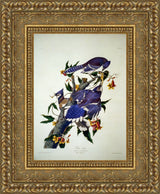 Blue Jay (Plate 102) – John James Audubon, 1827–1838