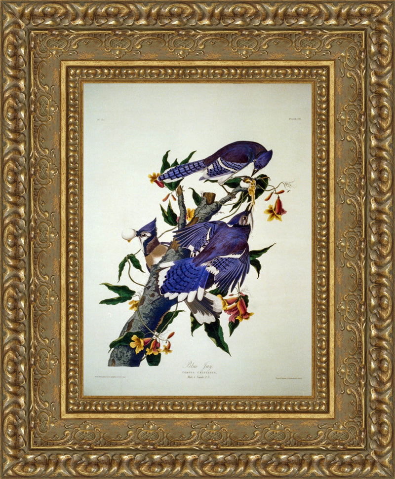 Blue Jay (Plate 102) – John James Audubon, 1827–1838